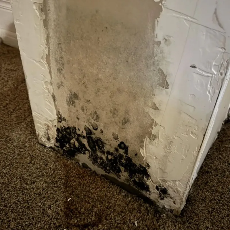 Professional Mold Removal in Princeton, WV